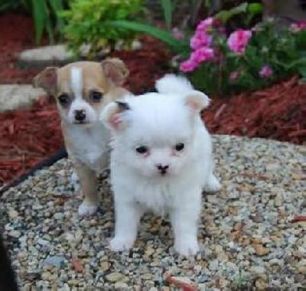 Deux beau chiots chihuahua - Animaux - FastAnnonces.fr : Les annonces gratuites et rapides