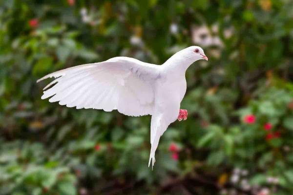 PASSION DU BLANC PLAISIR DES YEUX - Animaux - FastAnnonces.fr : Les annonces gratuites et rapides