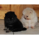 Magnifiques Chiots Spitz Nain Poméranien Pure Race